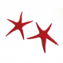 Décoration Étoiles de mer (lot de 2) pour vitrine poissonnerie